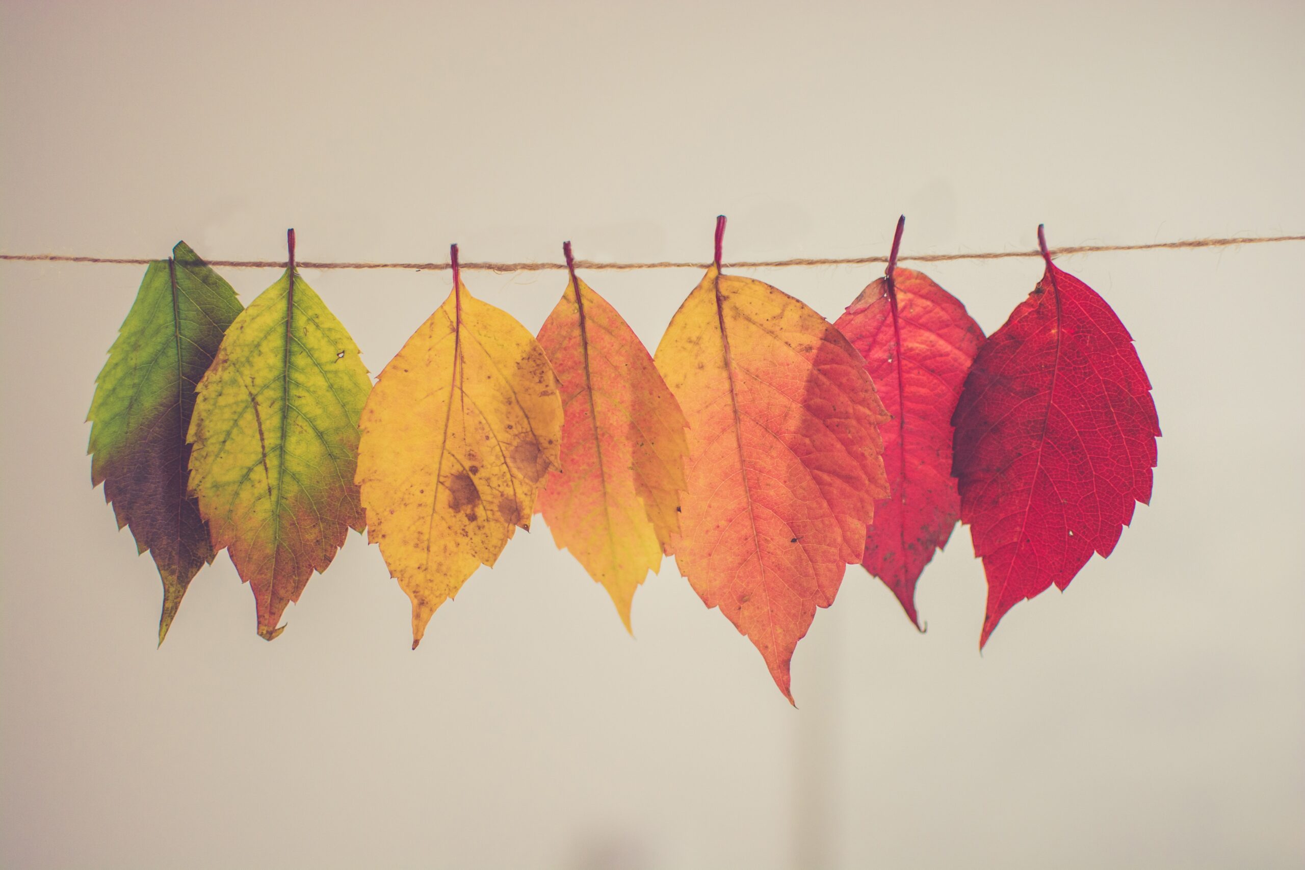 Autumn leaves hung on a string with the color spectrum
