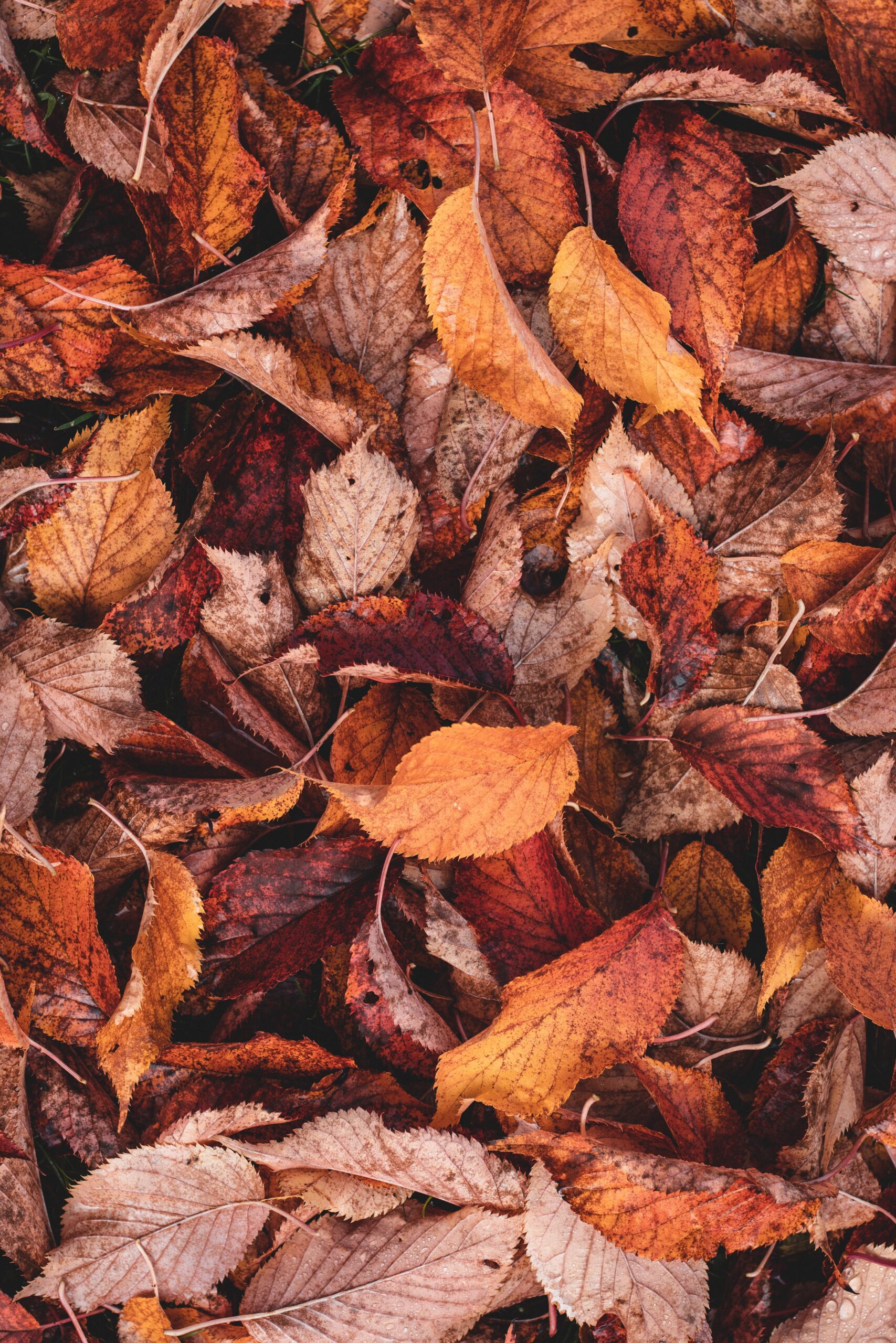 A pile of autumn leaves