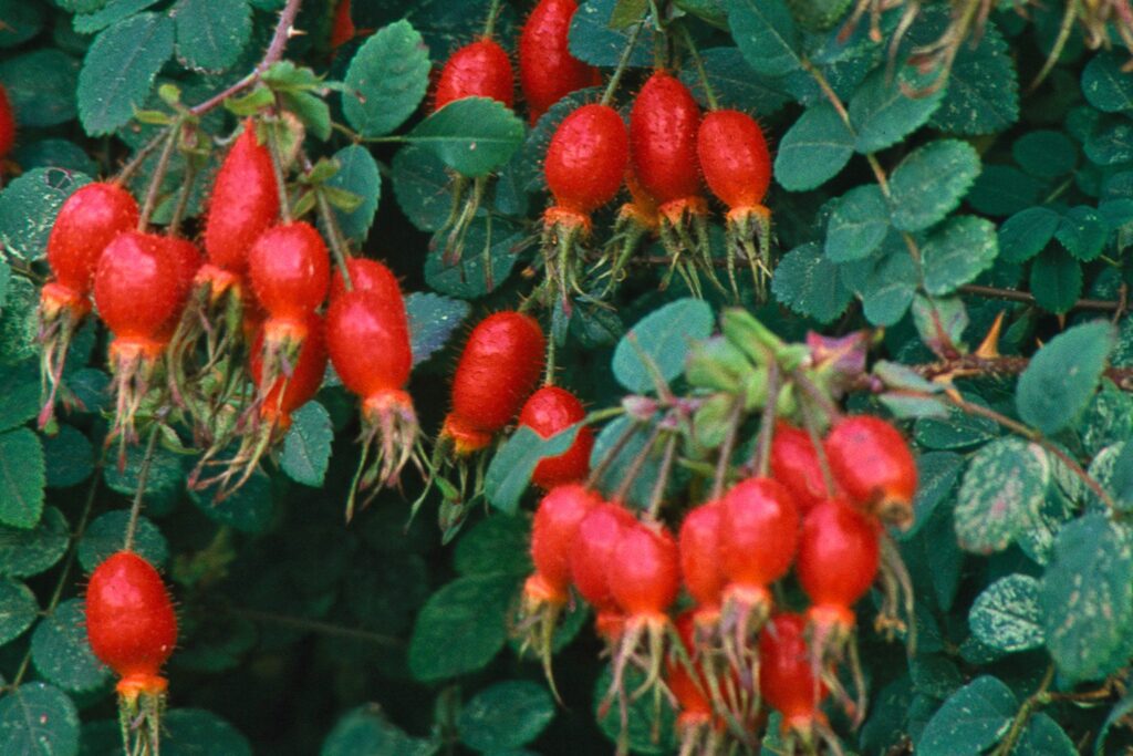 Rosehips in nature
